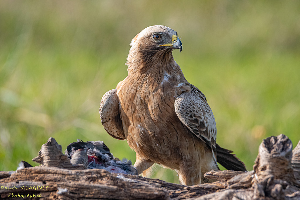 Aigle botté-918-ps.jpg