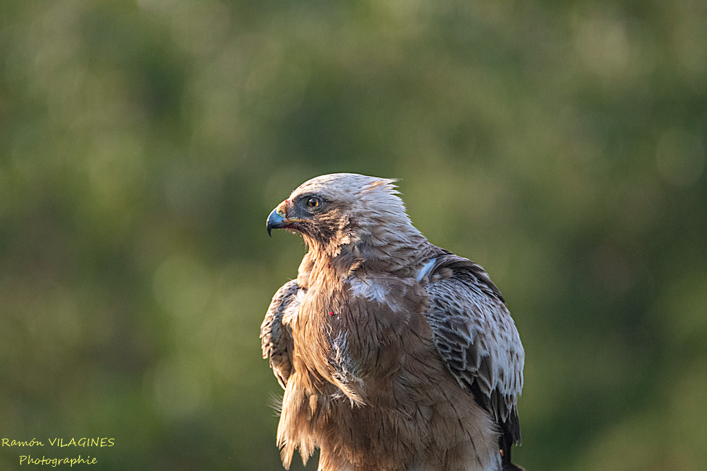 Aigle botté-1017-ps.jpg