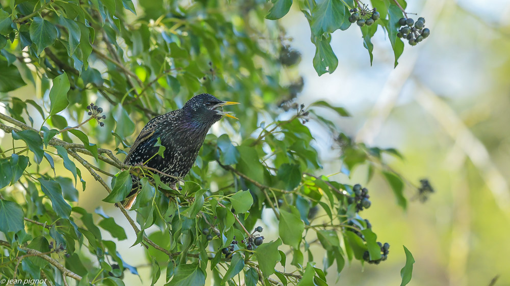 oiseaux liérre 4 2020-6522.jpg