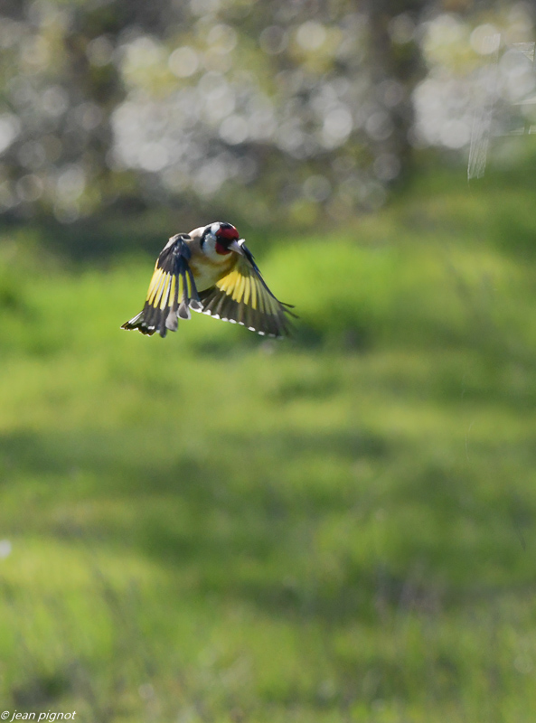 oiseaux en vol 4 2020-6668.jpg