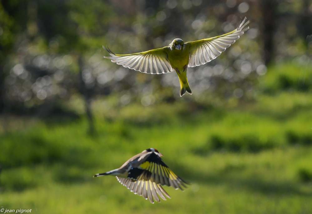 oiseaux en vol 4 2020-6691.jpg