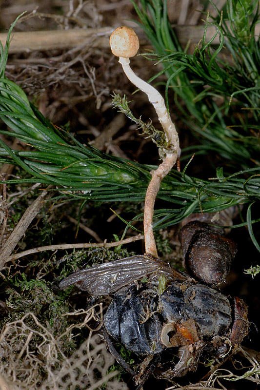 Cordiceps sp Jacques Rivière IN.jpg