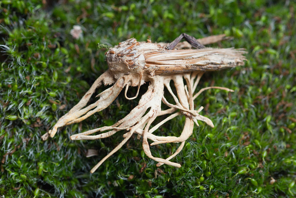 Cordyceps bassiana anamorphose  sur criquet Jacques Rivière.jpg