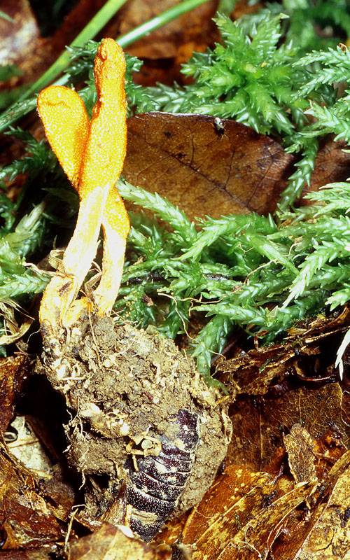 Cordyceps militaris sur chrysalide sp Jacques Rivière.jpg