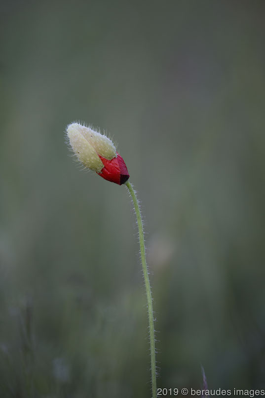 Coquelicot-1057.jpg