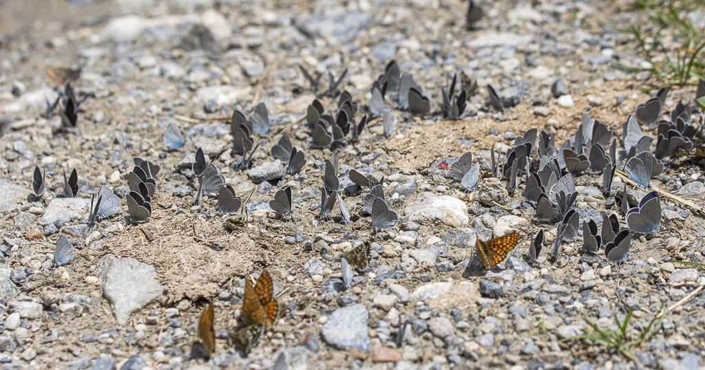 Concentration de papillons-1.jpg