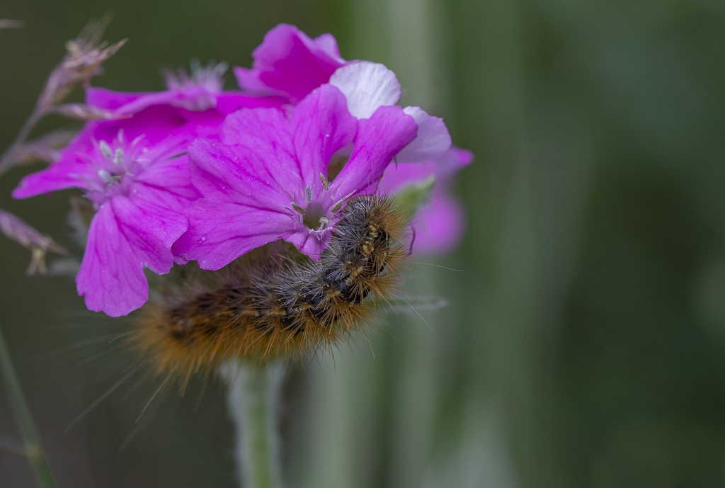 9- Flore Névache (Vallée de la Clarée)-1-12.jpg