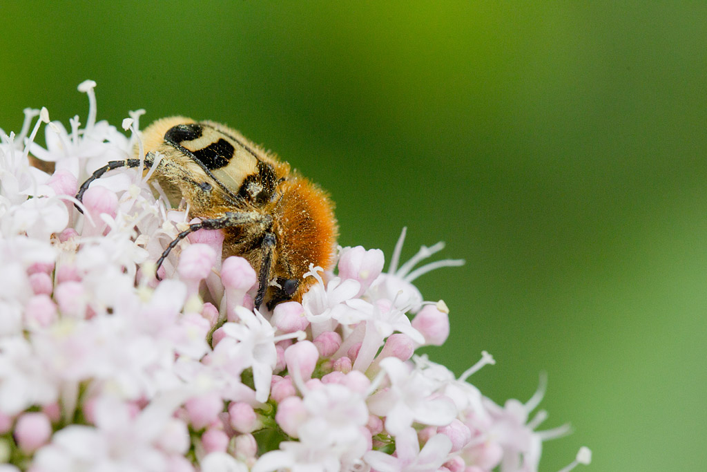 trichius fasciatus.jpg