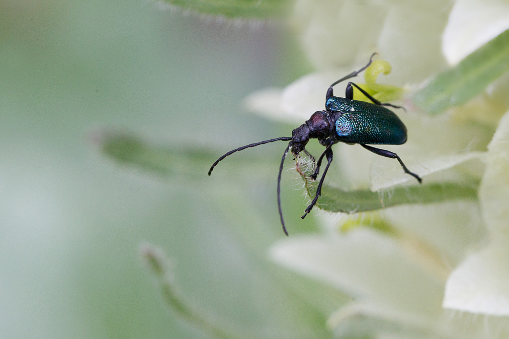 Carilia virginea.jpg