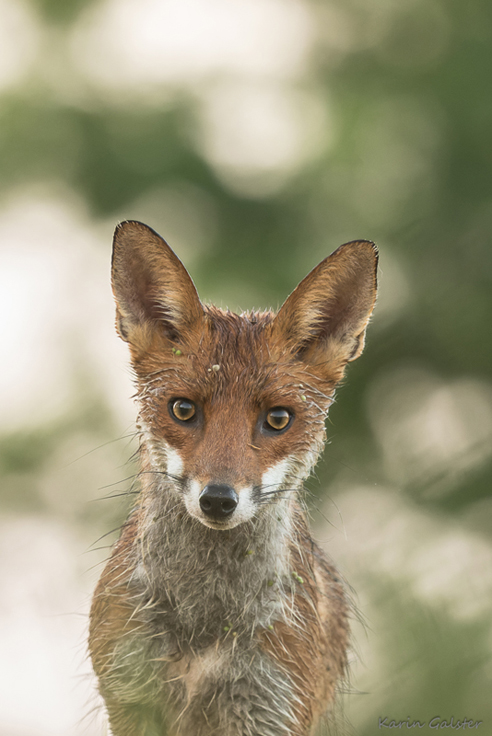 renard_03-red.jpg