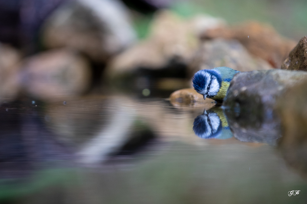 Mésange bleue (Parus caeruleus) European blue Tit-528.jpg