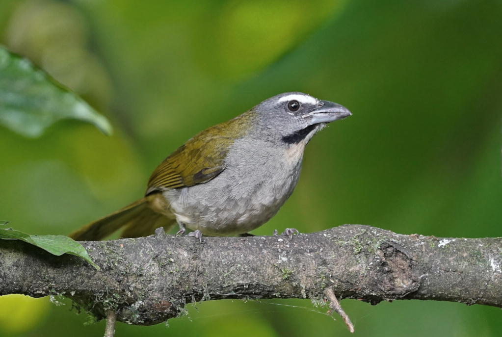 230 Saltator des grands bois- los bancos..JPG