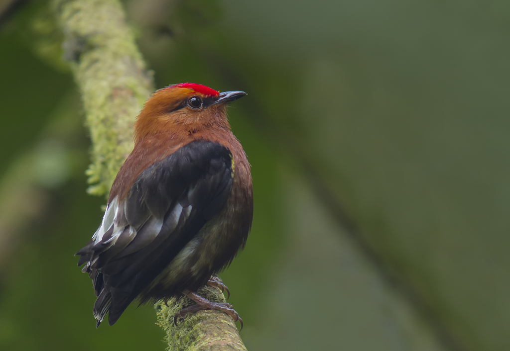 252 Manakin à ailes blanches - suamox.jpg