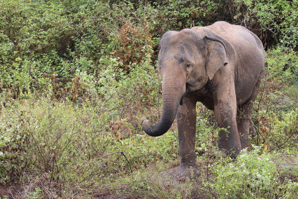 042 Eléphants du Sri Lanka.jpg