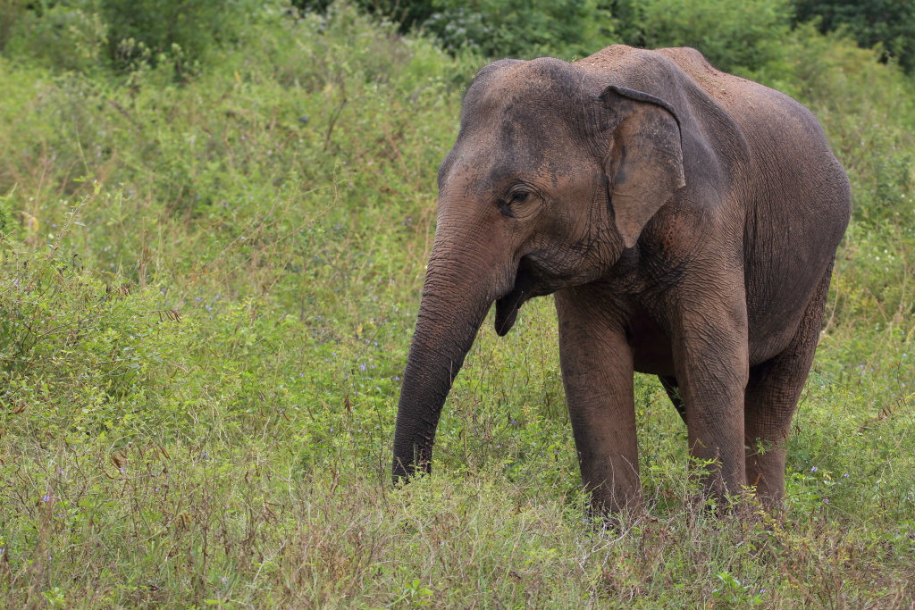 043 Eléphants du Sri Lanka.jpg
