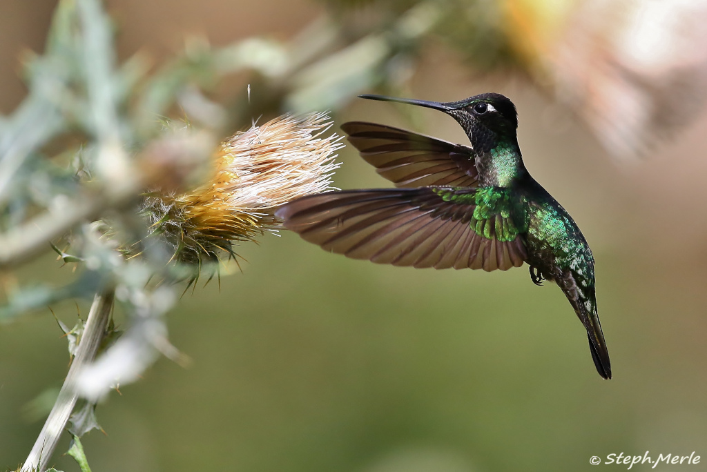 4 - Colibri de rivoli mâle - Paa q.JPG