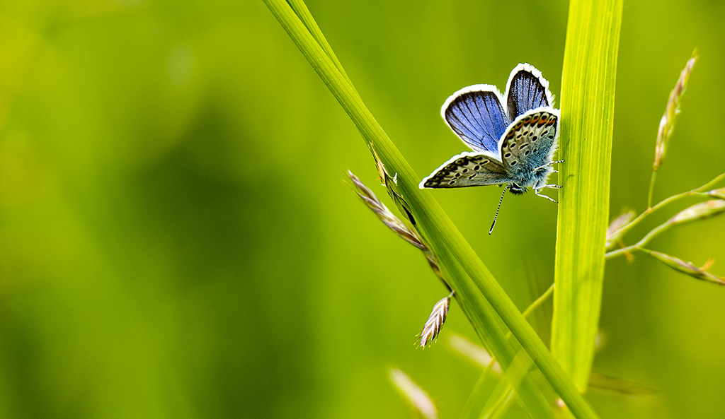 papillon-azuree_DSC4154.jpg