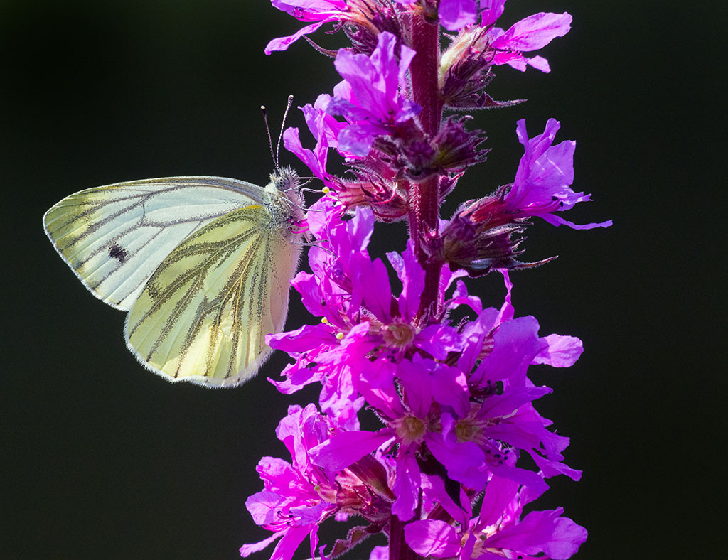 Etang_Woluwé__07-2021_papillon-7200007.jpg