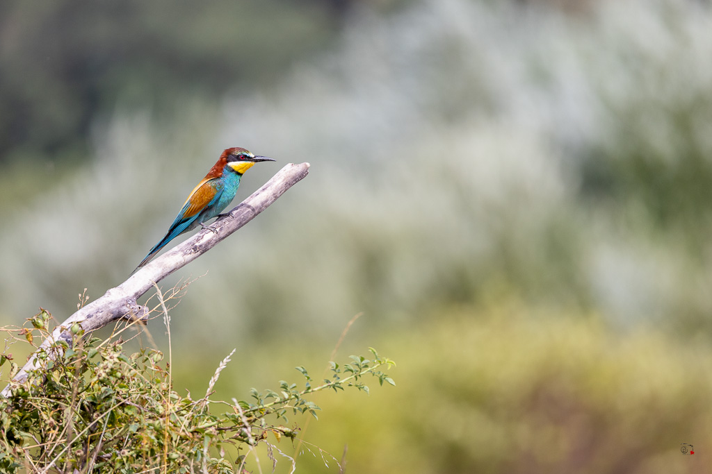 Guêpier d'Europe (Merops apiaster) - European Bee-eater-922.jpg