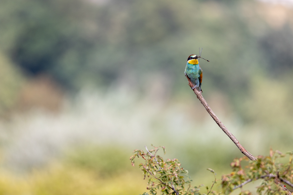 Guêpier d'Europe (Merops apiaster) - European Bee-eater-937.jpg