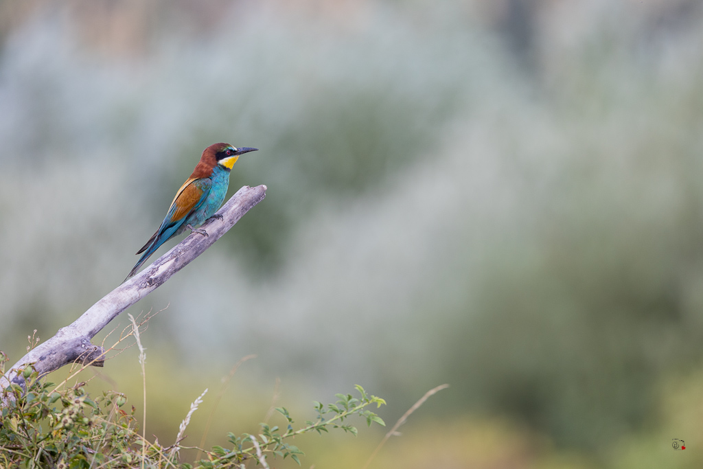 Guêpier d'Europe (Merops apiaster) - European Bee-eater-943.jpg