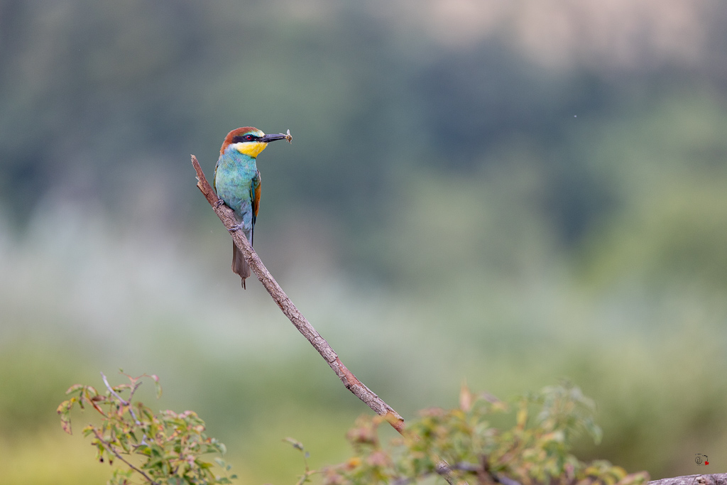 Guêpier d'Europe (Merops apiaster) - European Bee-eater-958.jpg