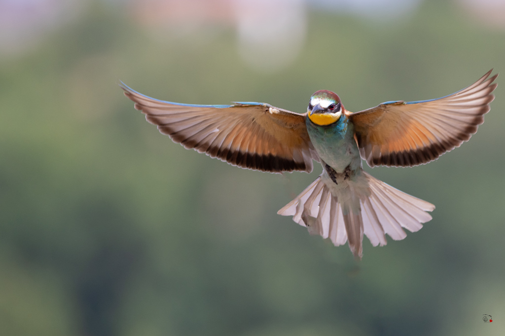 Guêpier d'Europe (Merops apiaster) - European Bee-eater-989 copie.jpg