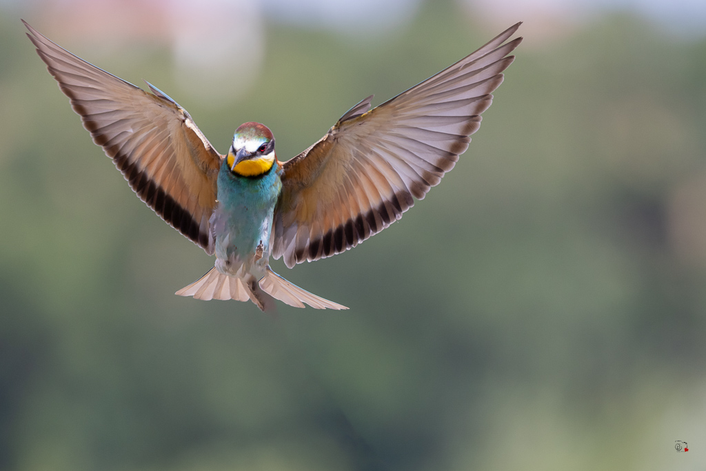 Guêpier d'Europe (Merops apiaster) - European Bee-eater-991 copie.jpg