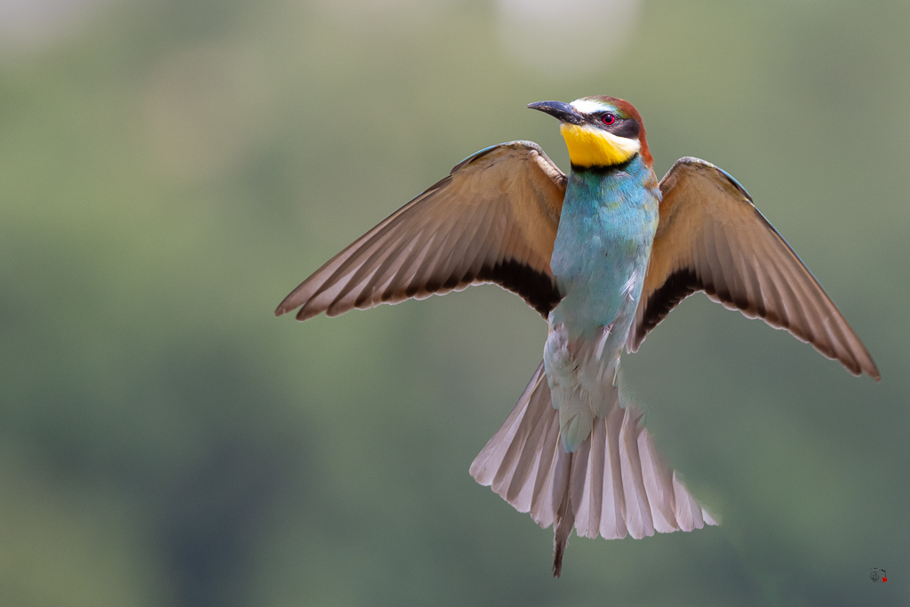 Guêpier d'Europe (Merops apiaster) - European Bee-eater-993 copie.jpg