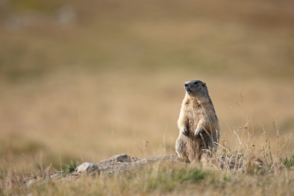 marmotte0885-1-web.jpg