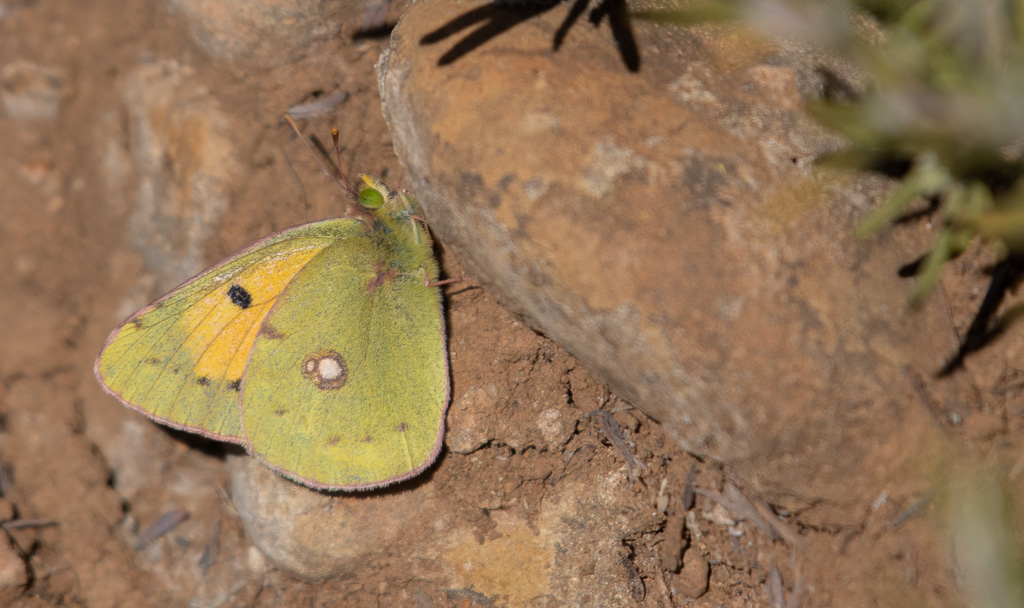 Papillon Le Souci -0- (1).jpg