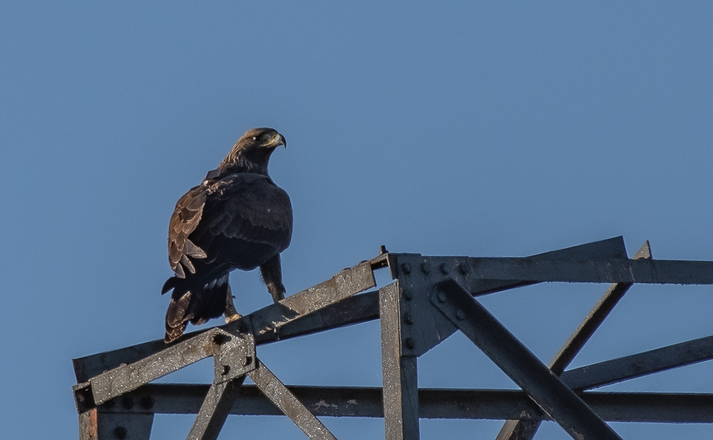 Aigle Luberon.jpg