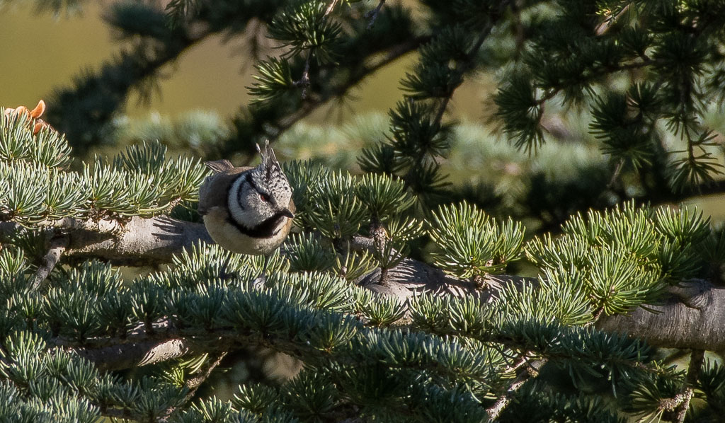 Mésange huppée.jpg