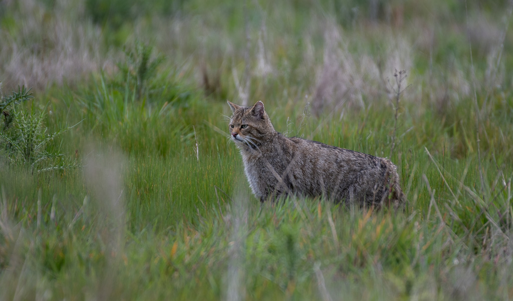 Chat forestier -3--1.jpg