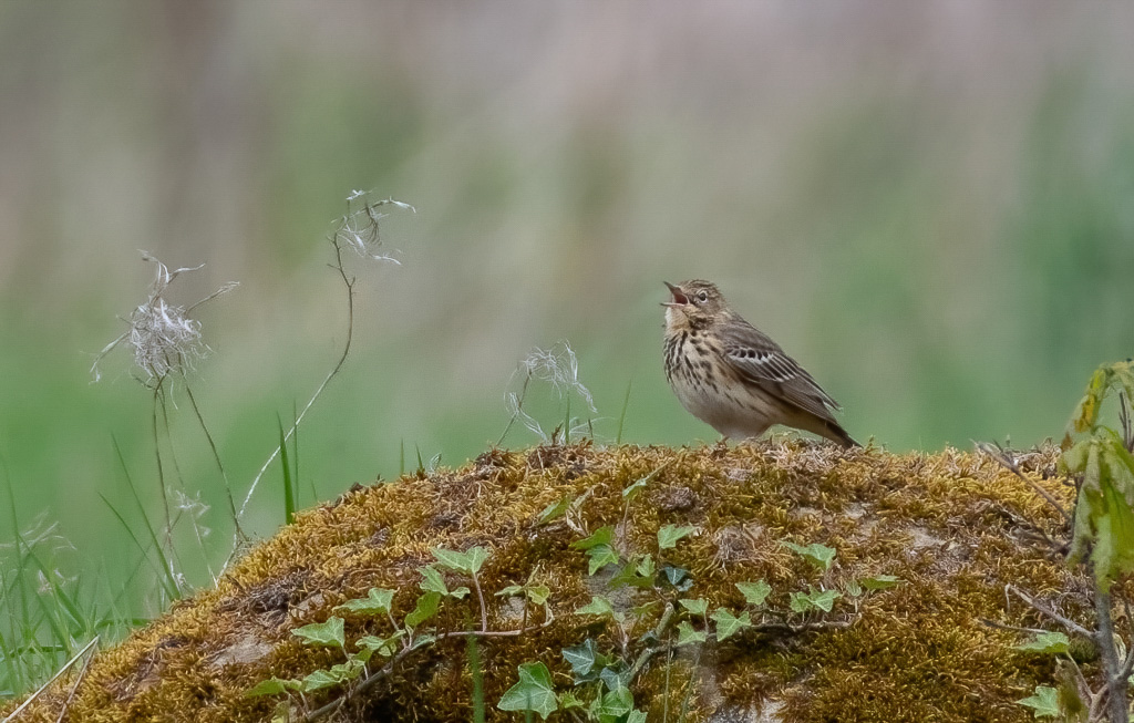 Pipit farlouse (2).jpg