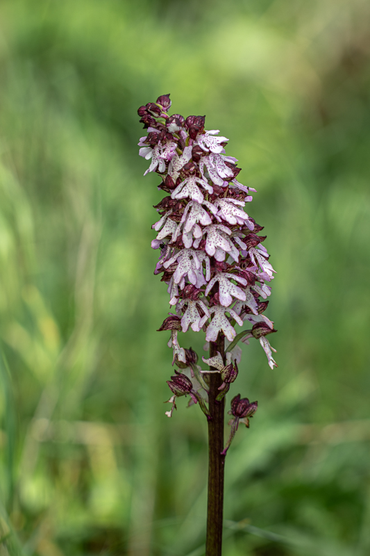 Orchis pourpre.jpg