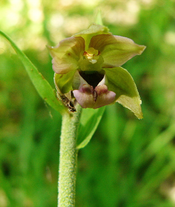 Epipactis Helleborine.jpg