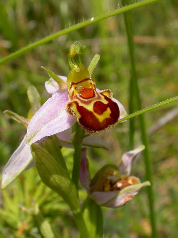 Ophrys Apifera.jpg