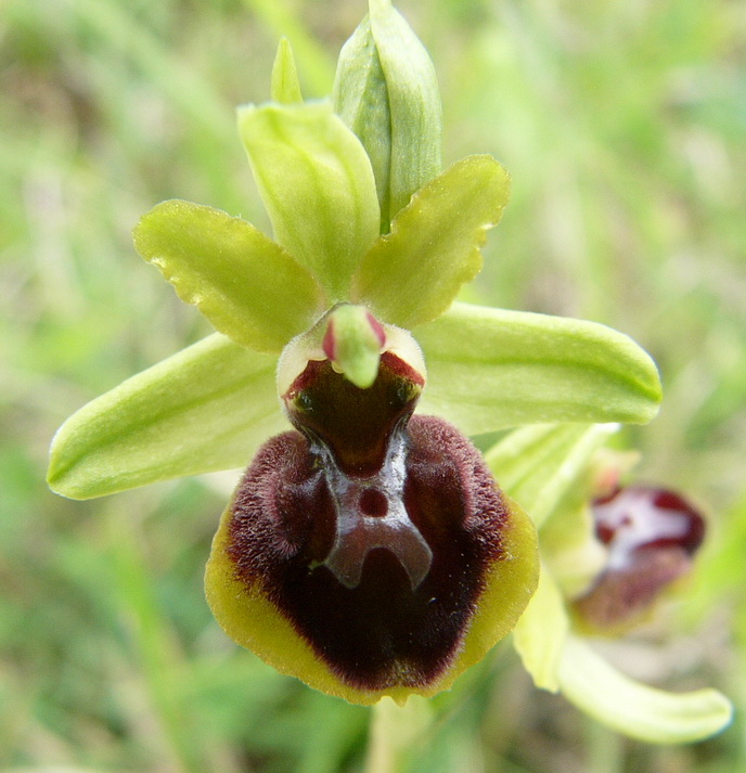 Ophrys Insectifera.jpg