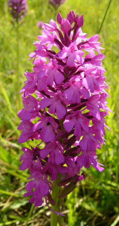 Orchis Pyramidalis.jpg