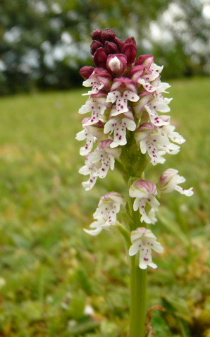 Orchis Ustulata.jpg