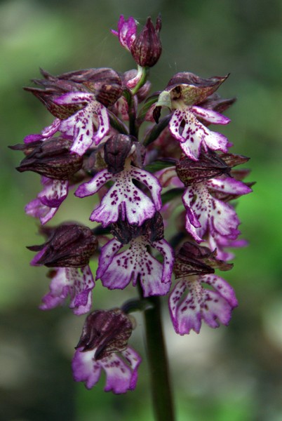 orchis pourpre.jpg