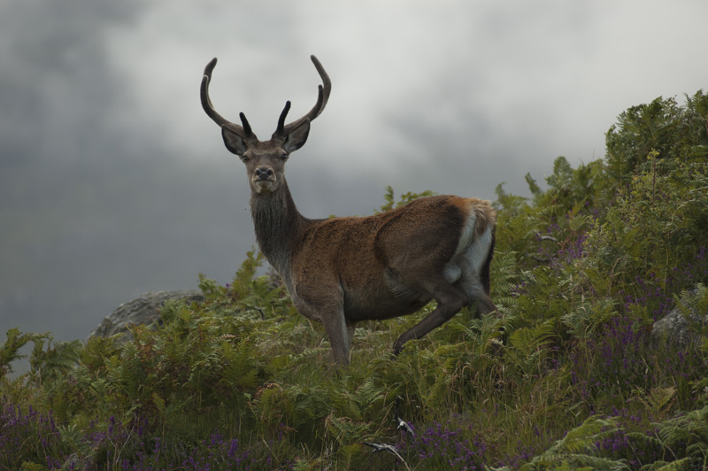 le roi des highlands.jpg