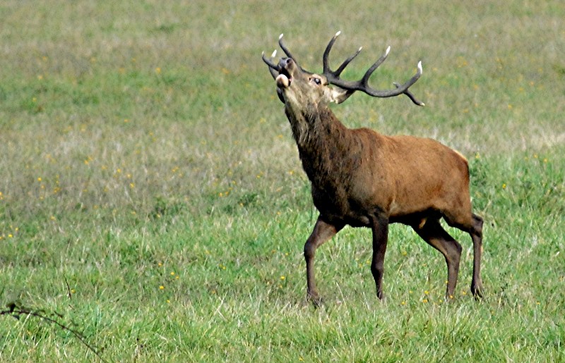 nouveau cerf49.jpg