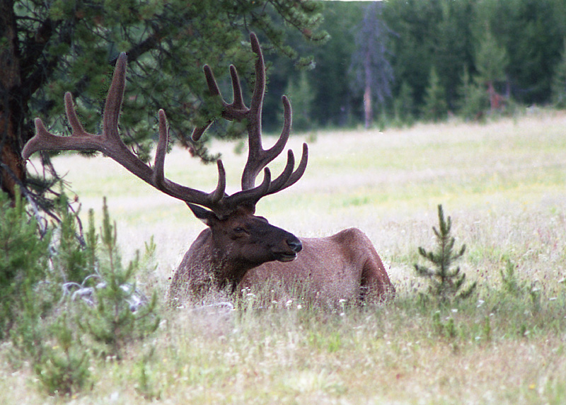 Yellowstone031-MEL I&N.jpg