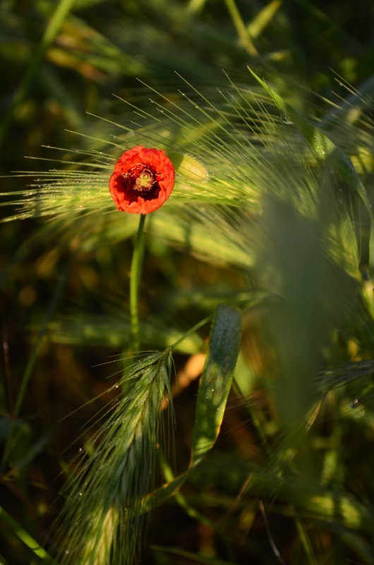 l'aube du coquelicot.JPG