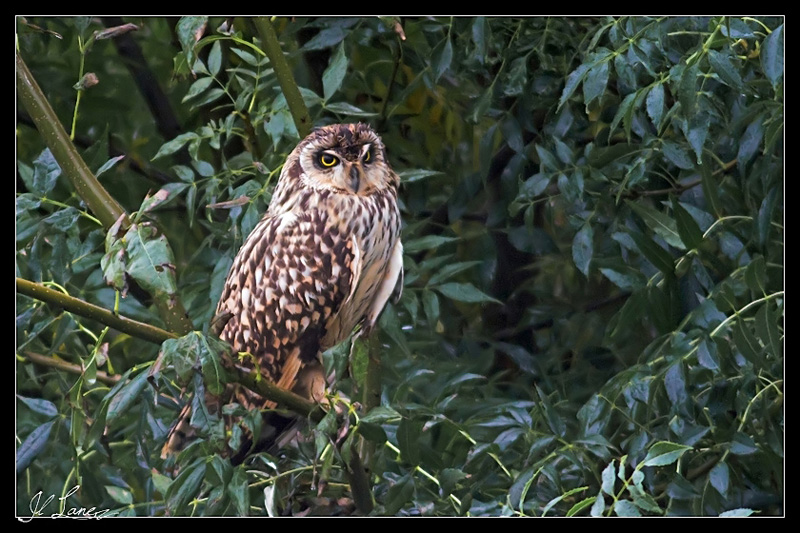 hibou des marais IMG_2530-1.jpg