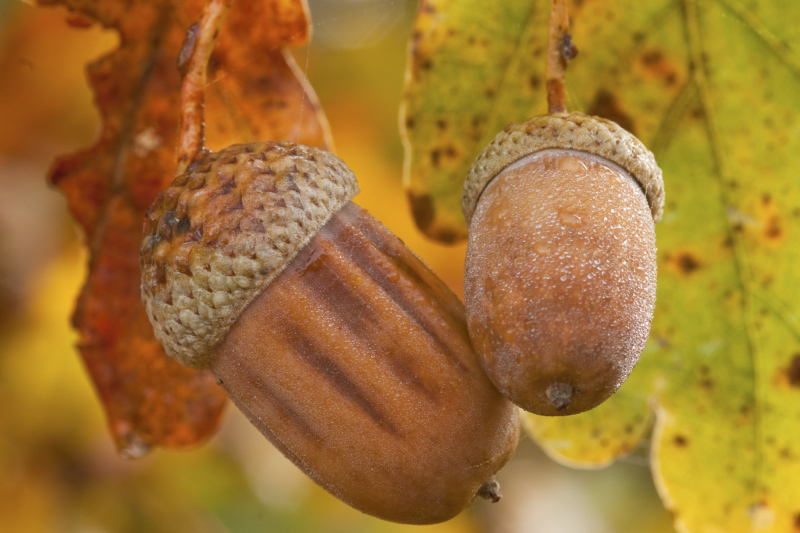 glands_et_roséedumatin.jpg