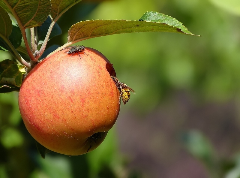 N° 2 F- Frelon- mouche sur reinette F.jpg