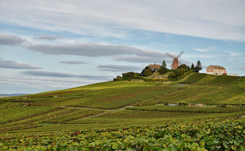 vignes à Verzenay.jpg